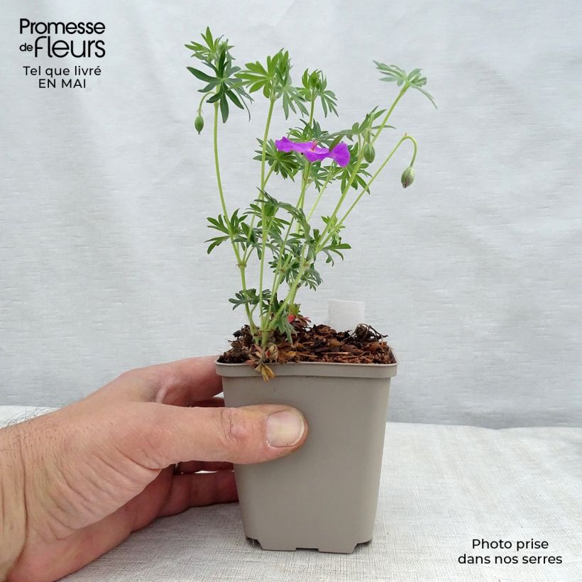 Exemplar von Geranium sanguineum Kleine Töpfe von 8/9 cm wie im Frühjahr geliefert