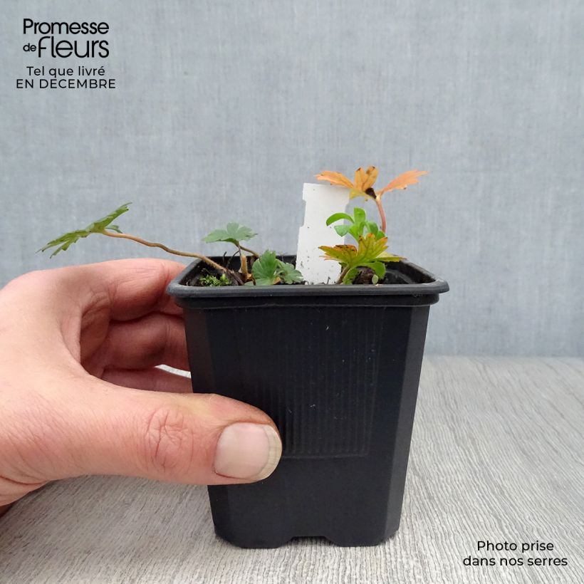 Exemplar von Geranium sanguineum var. striatum - Blutstorchschnabel Kleine Töpfe von 7/8 cm wie im Winter geliefert