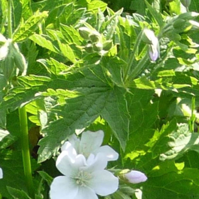 Geranium sylvaticum Album - Wald-Storchschnabel (Foliage)
