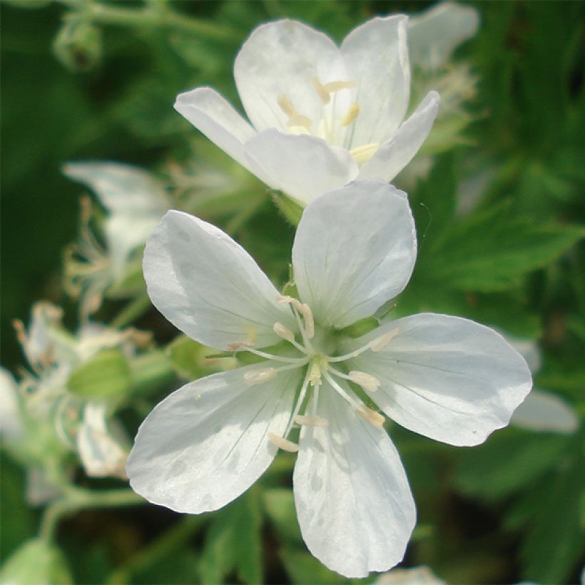 Geranium sylvaticum Album - Wald-Storchschnabel (Flowering)
