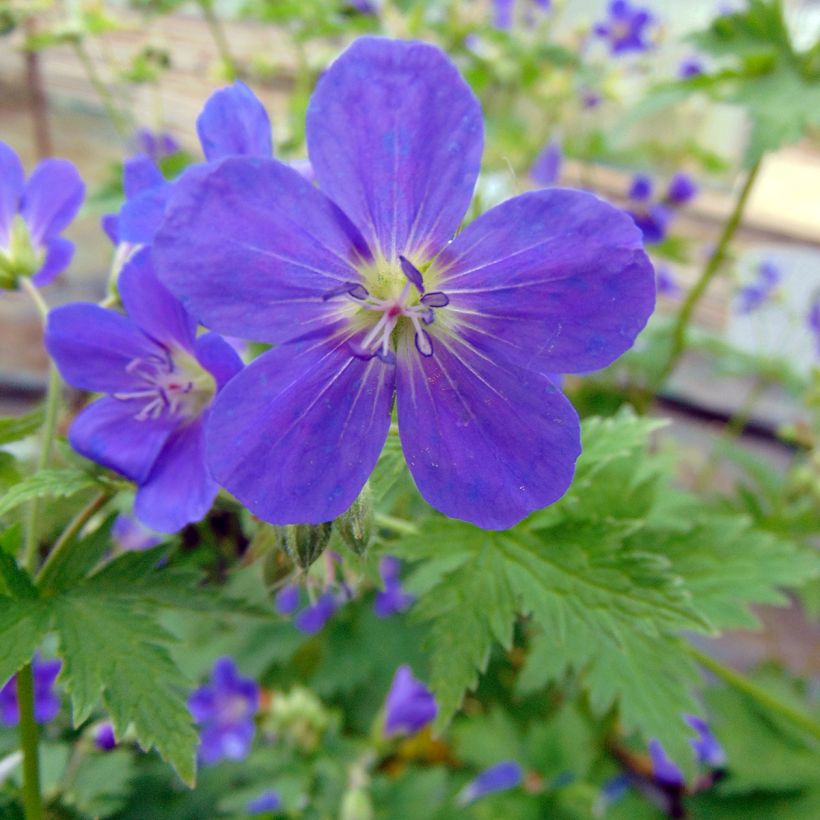 Geranium sylvaticum Bridget Lion - Wald-Storchschnabel (Flowering)