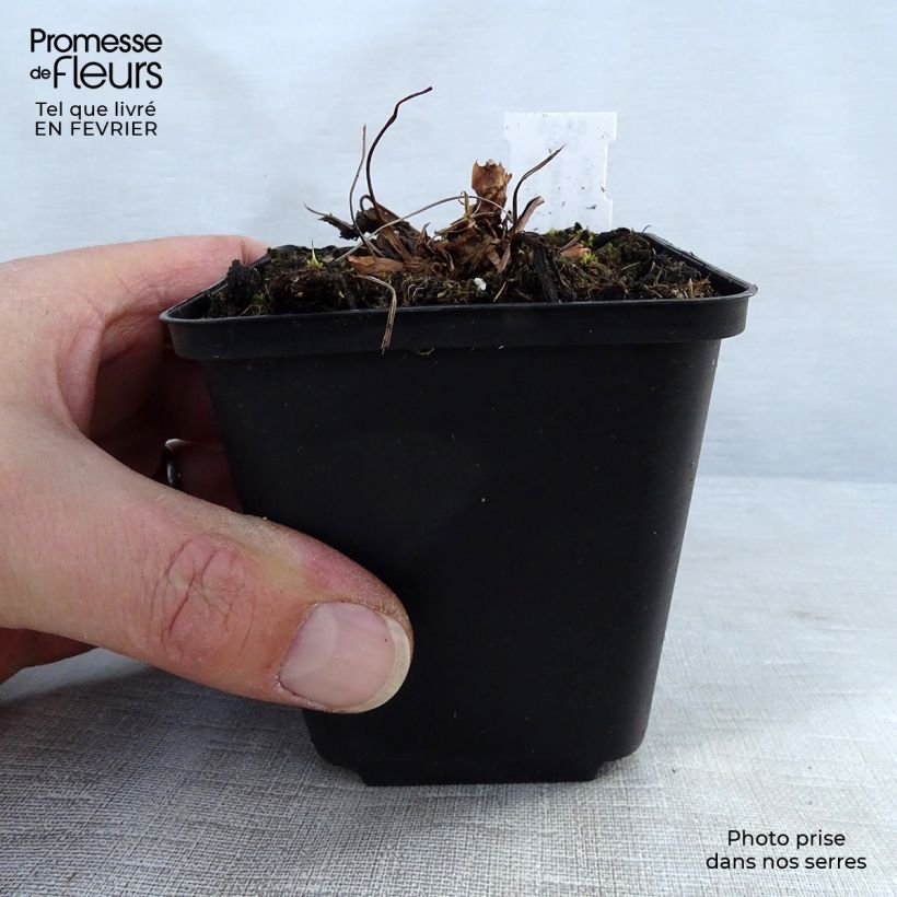 Exemplar von Geranium sylvaticum Bridget Lion - Wald-Storchschnabel Kleine Töpfe von 8/9 cm wie im Winter geliefert