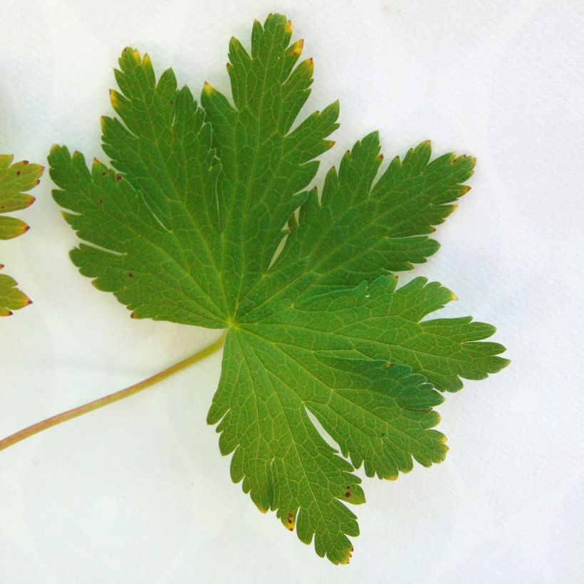 Geranium sylvaticum Ice Blue - Wald-Storchschnabel (Foliage)