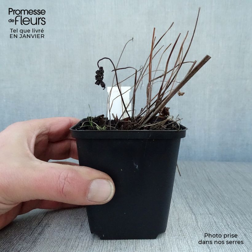 Exemplar von Geranium sylvaticum Ice Blue - Wald-Storchschnabel Kleine Töpfe von 8/9 cm wie im Winter geliefert