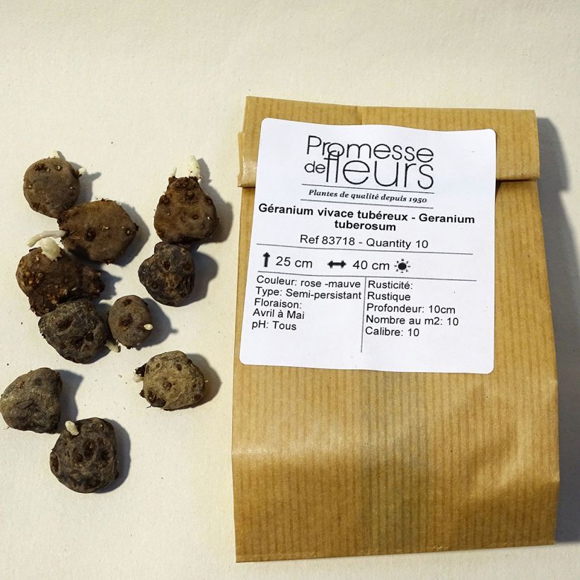 Example of Geranium tuberosum - Knolliger Storchschnabel Zwiebel size 5+ as you get