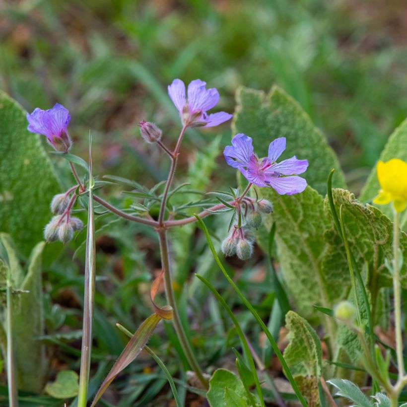 Geranium tuberosum - Knolliger Storchschnabel (Plant habit)