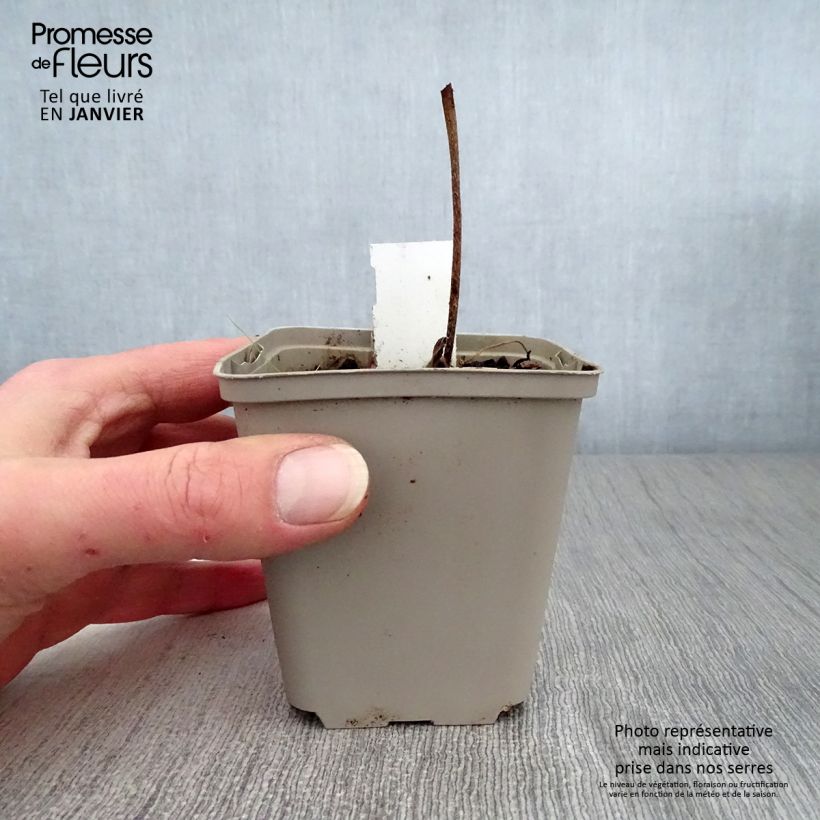 Exemplar von Geranium wallichianum Buxton s Variety - Storchschnabel Kleine Töpfe von 8/9 cm wie im Winter geliefert