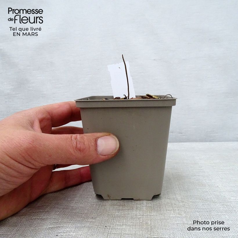 Exemplar von Geranium wallichianum Buxton s Variety - Storchschnabel Kleine Töpfe von 8/9 cm wie im Frühjahr geliefert