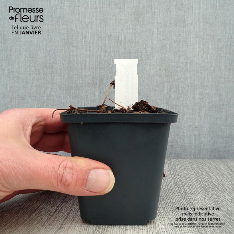 Exemplar von Geranium wallichianum Censation Daily Blue - Storchschnabel Kleine Töpfe von 8/9 cm wie im Winter geliefert