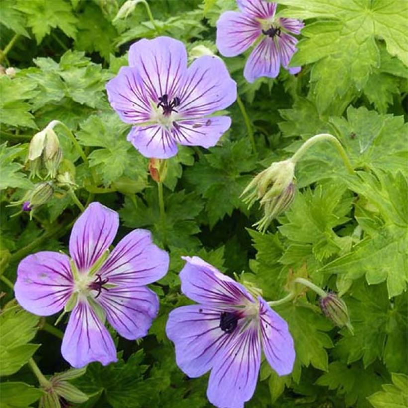 Geranium wallichianum Havana Blues - Storchschnabel (Flowering)