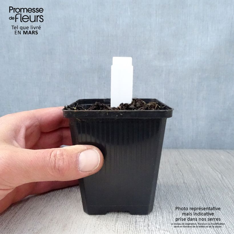 Exemplar von Geranium wallichianum Havana Blues - Storchschnabel Kleine Töpfe von 8/9 cm wie im Frühjahr geliefert