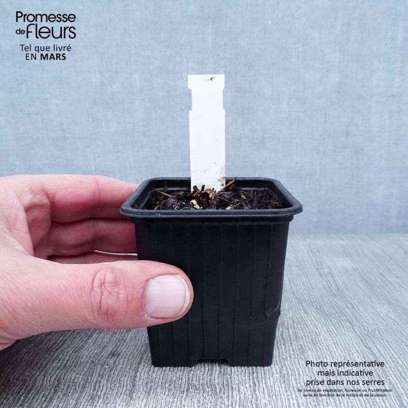 Exemplar von Geranium wallichianum Magical All Summer Delight - Storchschnabel Kleine Töpfe von 8/9 cm wie im Winter geliefert