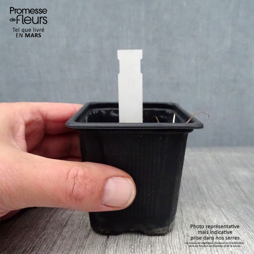 Exemplar von Geranium wallichianum Magical All Summer Joy - Storchschnabel Kleine Töpfe von 8/9 cm wie im Winter geliefert