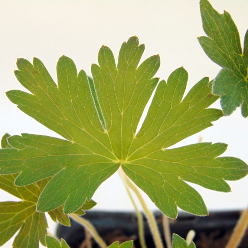 Geranium wlassovianum Crug Farm - Storchschnabel (Foliage)
