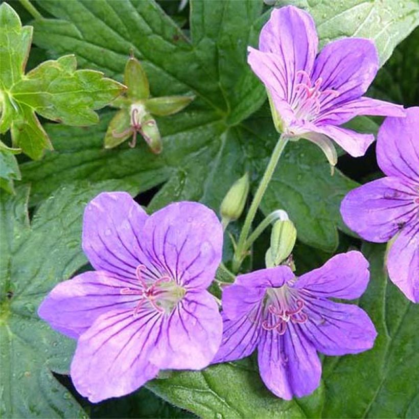Geranium wlassovianum Crug Farm - Storchschnabel (Flowering)