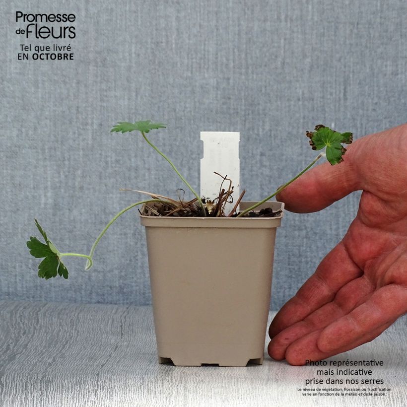 Example of Geranium wlassovianum Crug Farm - Storchschnabel Kleine Töpfe von 8/9 cm as you get in automne
