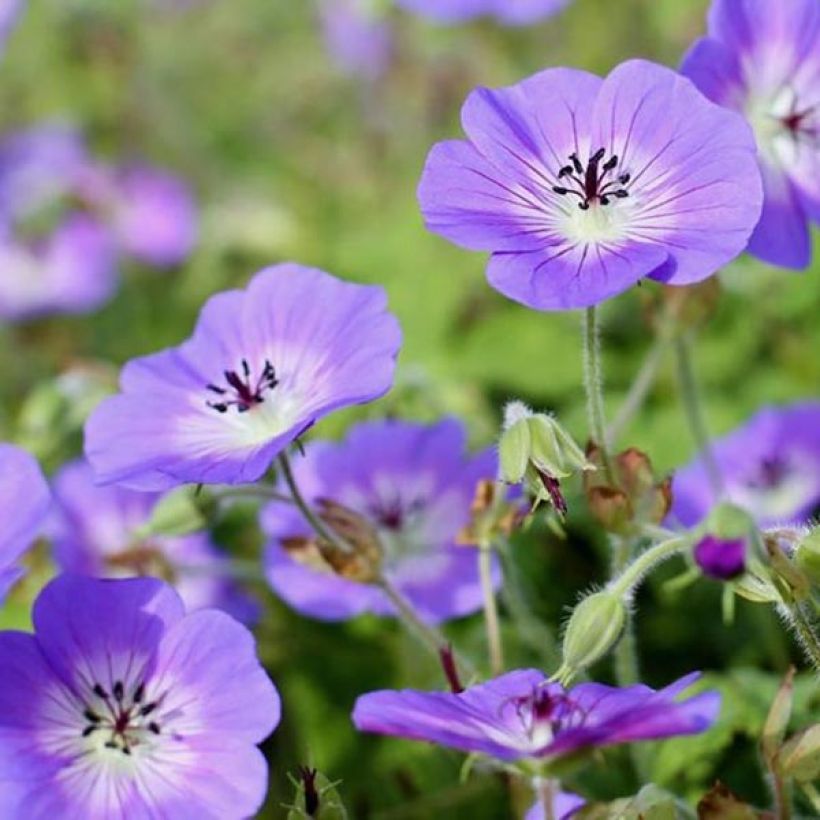 Geranium wallichianum Censation Daily Blue - Storchschnabel (Flowering)