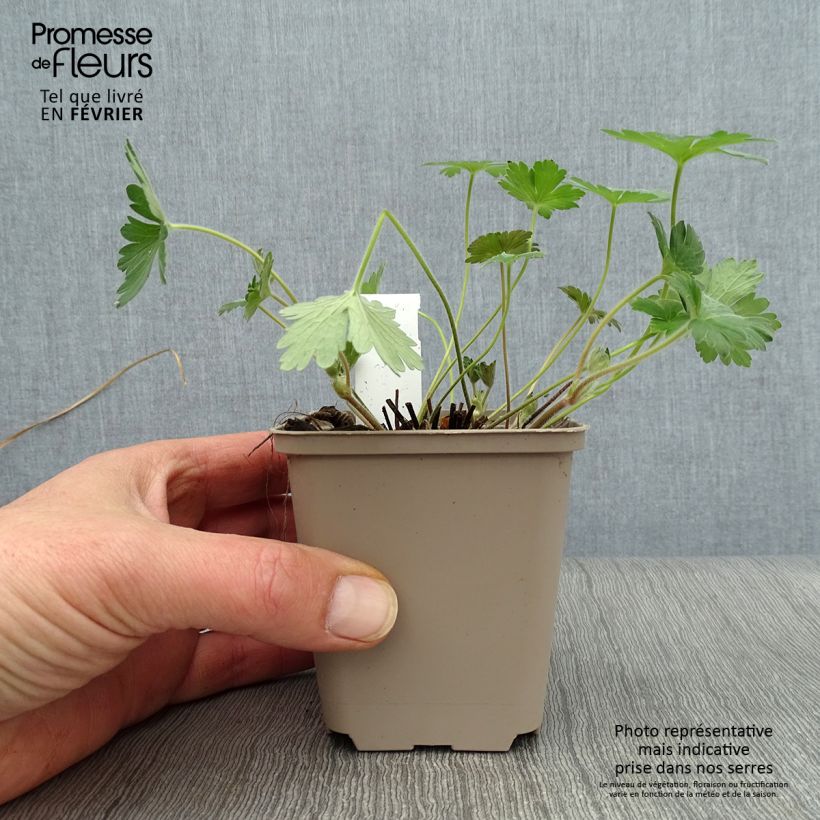 Exemplar von Geranium wlassovianum Crug Farm - Storchschnabel Kleine Töpfe von 8/9 cm wie im Winter geliefert