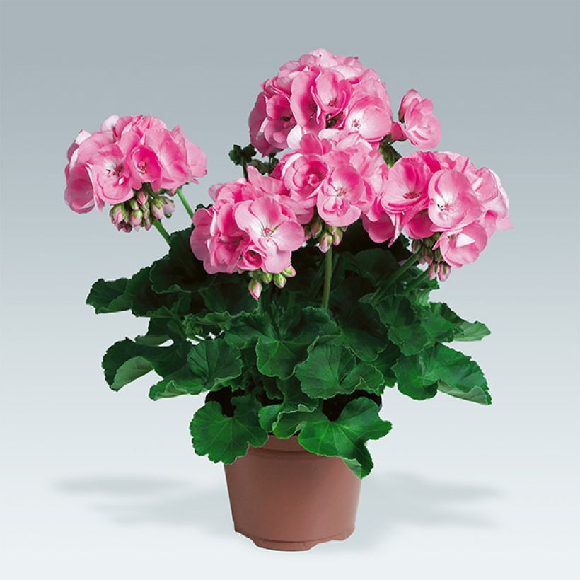Zonal-Pelargonie PAC Candy Rose - Pelargonium (Plant habit)