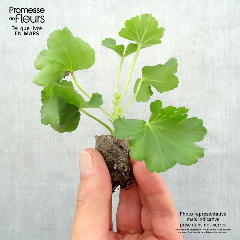 Example of Zonal-Pelargonie PAC Candy Rose - Pelargonium Mini-Plug Ø 3/4 cm as you get in printemps
