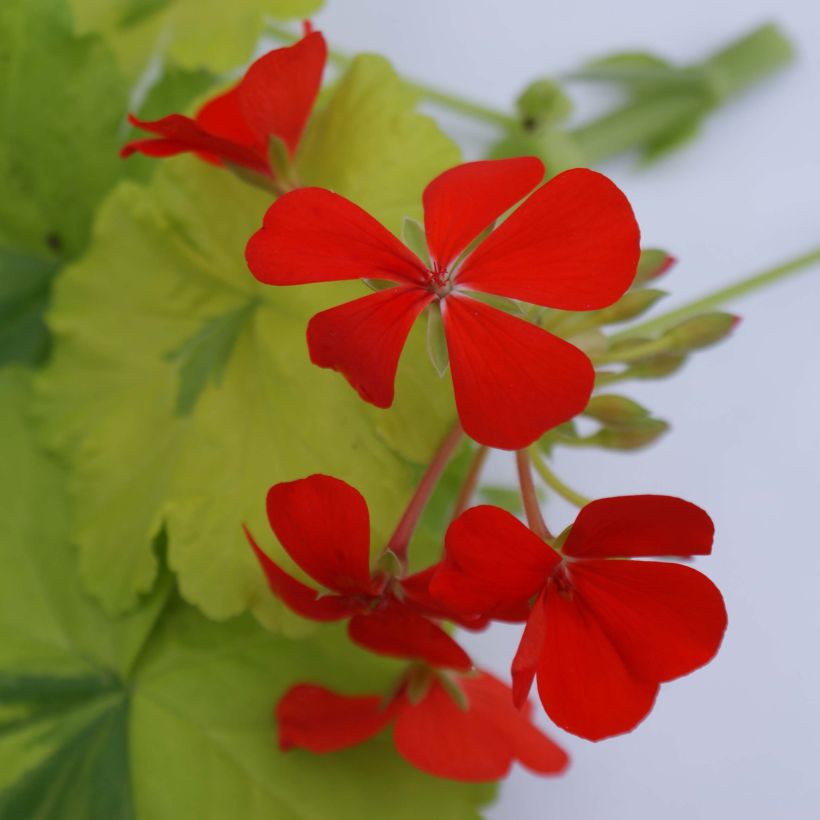 Zonal-Pelargonie Fantaisy Crystal Palace Gem - Pelargonium (Flowering)