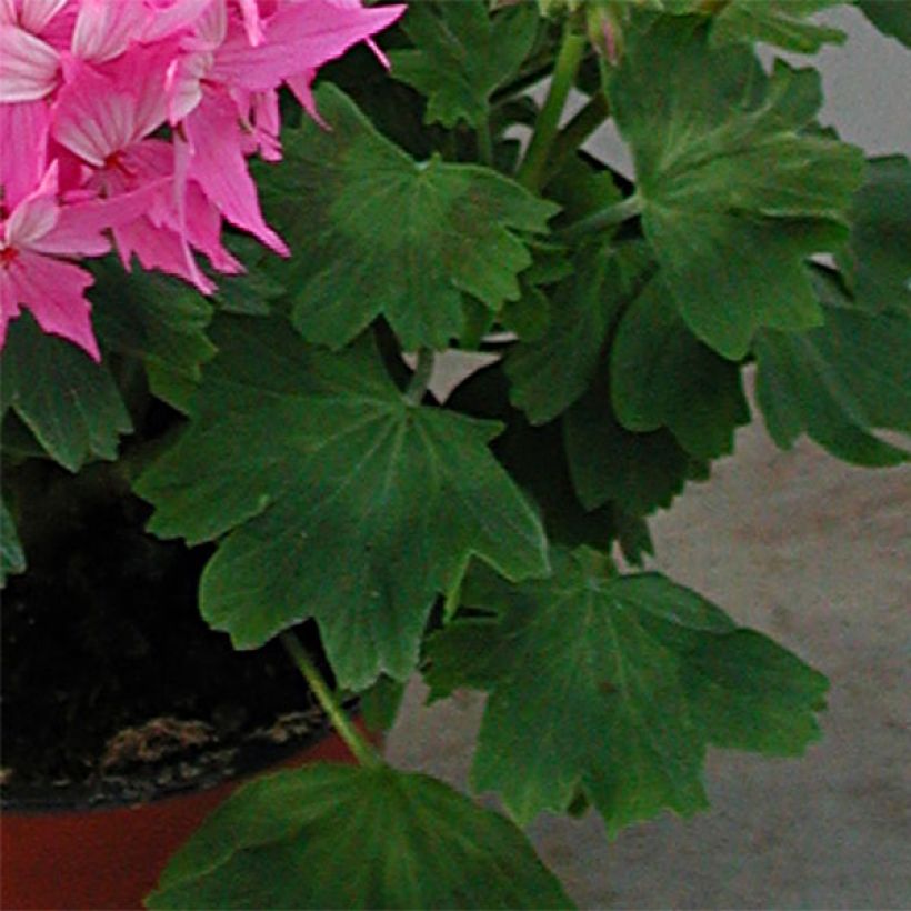 Zonal-Pelargonie Fireworks Pink - Pelargonium (Foliage)