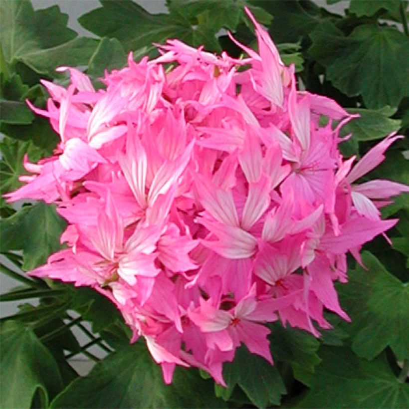 Zonal-Pelargonie Fireworks Pink - Pelargonium (Flowering)