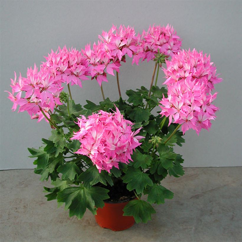 Zonal-Pelargonie Fireworks Pink - Pelargonium (Plant habit)