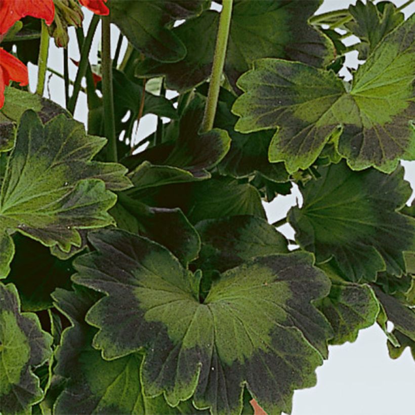 Zonal-Pelargonie Fireworks Scarlet - Pelargonium (Foliage)