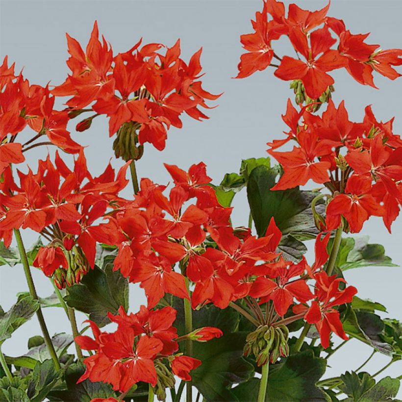 Zonal-Pelargonie Fireworks Scarlet - Pelargonium (Flowering)