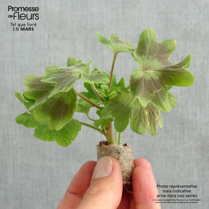 Example of Zonal-Pelargonie Fireworks Scarlet - Pelargonium Mini-Plug Ø 3/4 cm as you get in printemps