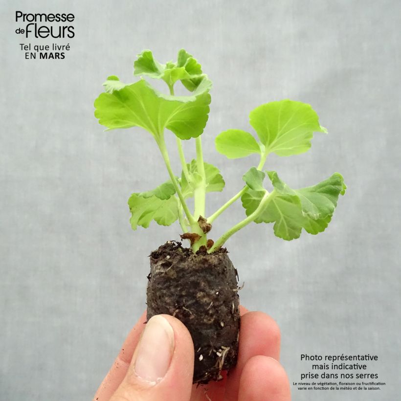Example of Zonal-Pelargonie Flic Flac Violet Nova - Pelargonium Mini-Plug Ø 3/4 cm as you get in printemps