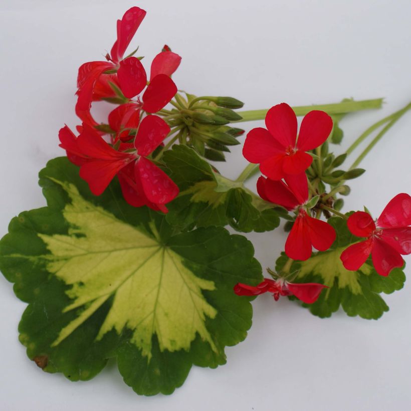 Zonal-Pelargonie Fantaisy Happy Thought - Pelargonium (Foliage)
