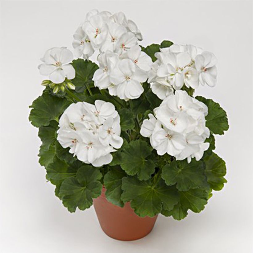 Zonal-Pelargonie PAC Iceberg - Pelargonium (Flowering)