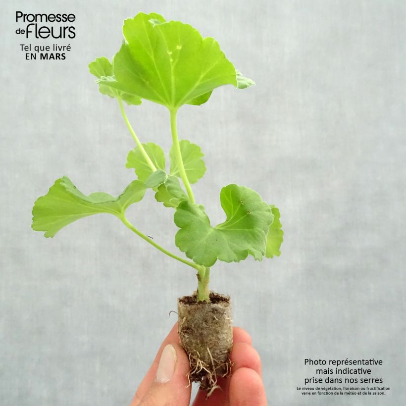 Example of Zonal-Pelargonie PAC Iceberg - Pelargonium Mini-Plug Ø 3/4 cm as you get in printemps