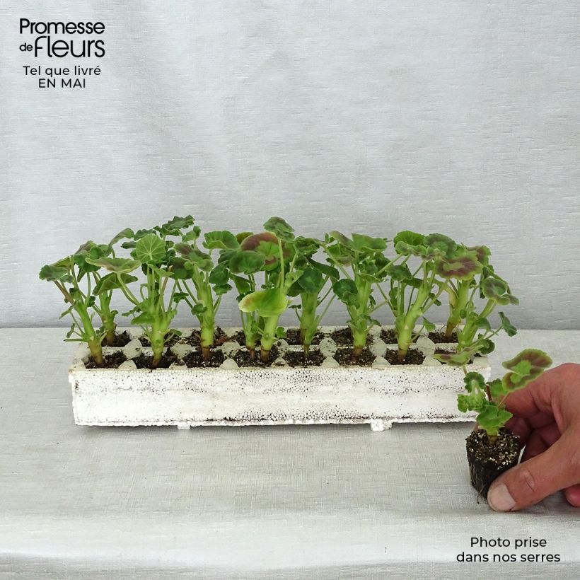 Example of Zonal-Pelargonie Inspire Mix - Pelargonium Jardi-Plug: Wurzelballen 3,8 cm x 3,2 cm in Anzuchtplatte à 15 Stück. as you get in printemps