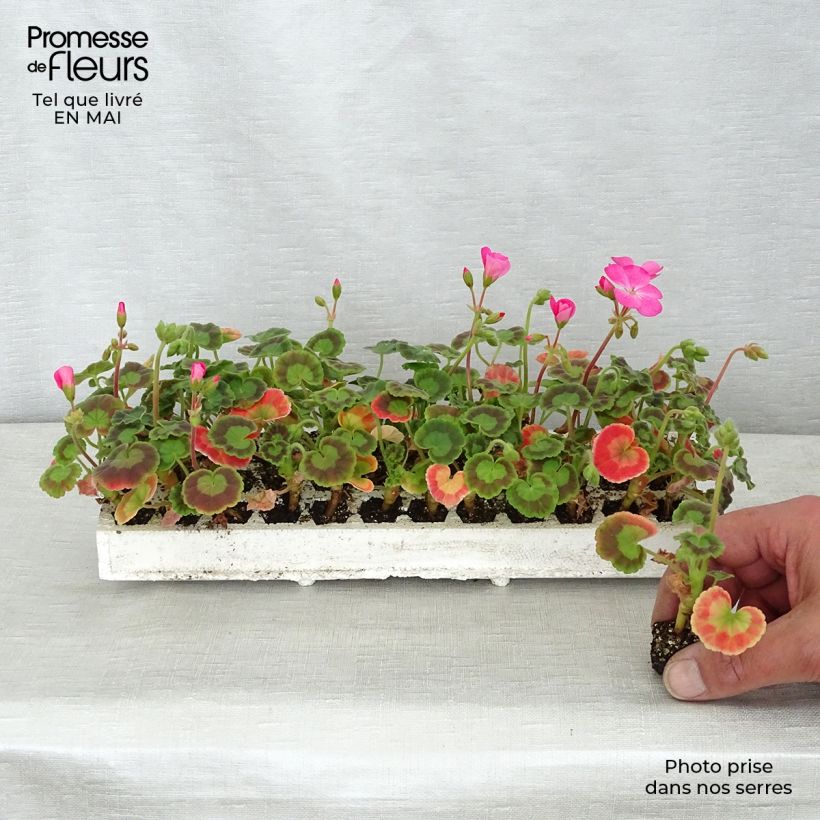 Example of Zonal-Pelargonie Inspire Mix - Pelargonium Mini-Plug: Plug 2,2 cm x 2 cm in Anzuchtplatte à 35 Stück as you get in printemps
