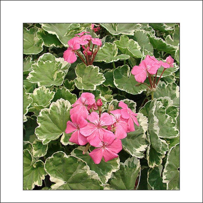 Zonal-Pelargonie Mme Salleron - Pelargonium (Flowering)