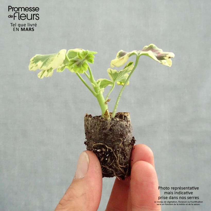 Example of Zonal-Pelargonie Brocade Mrs Pollock - Pelargonium Mini-Plug Ø 3/4 cm as you get in printemps