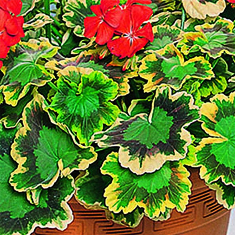 Zonal-Pelargonie Brocade Mrs Pollock - Pelargonium (Foliage)