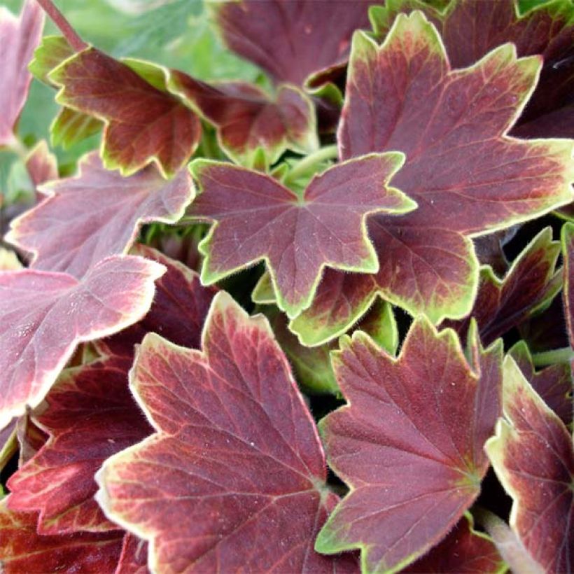 Zonal-Pelargonie Vancouver Centennial - Pelargonium (Foliage)