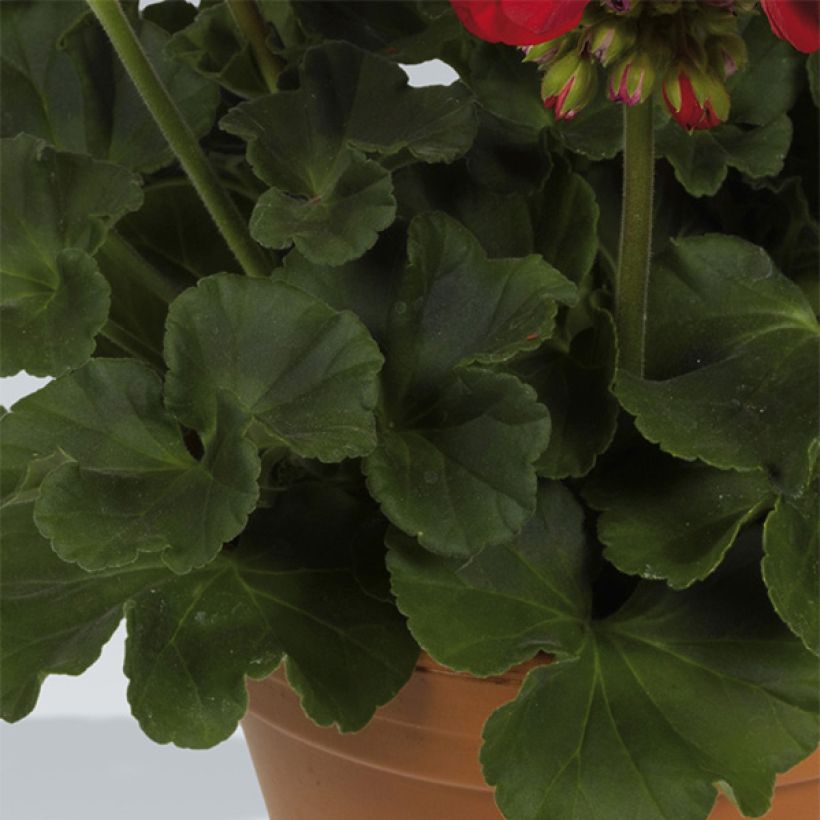 Zonal-Pelargonie Victor - Pelargonium (Foliage)