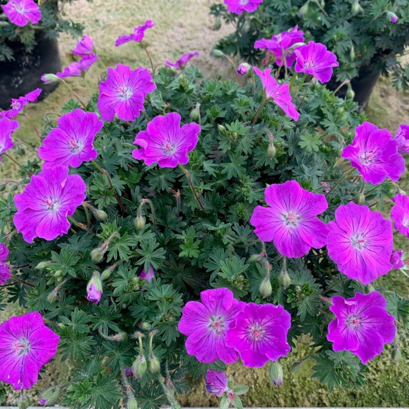 Geranium sanguineum Frivolius Purple - Blutstorchschnabel (Wuchs)