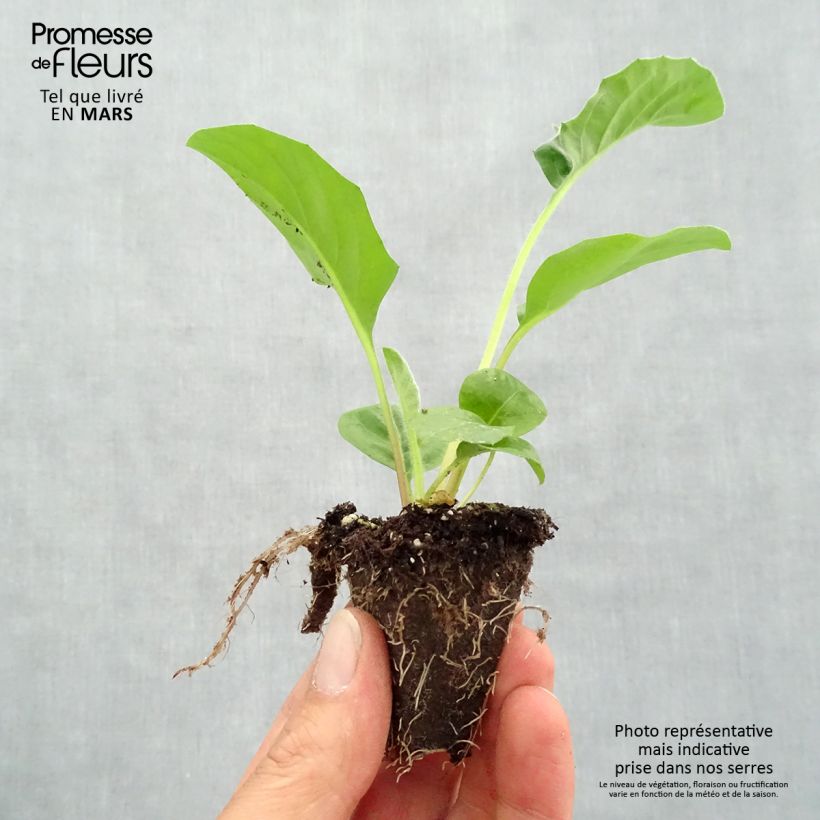 Example of Gerbera Garvinea Sweet Sweet Glow Mini-Plug Ø 1,5/2,5 cm as you get in printemps