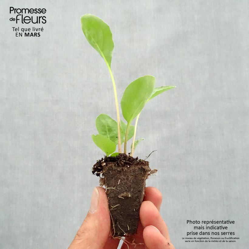 Example of Gerbera Garvinea Sweet Sweet Love Mini-Plug Ø 1,5/2,5 cm as you get in printemps
