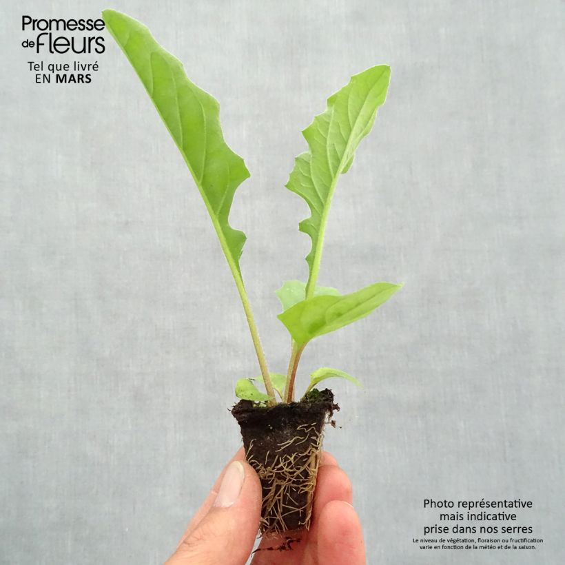 Example of Gerbera Garvinea Sweet Sweet Smile Mini-Plug Ø 1,5/2,5 cm as you get in printemps