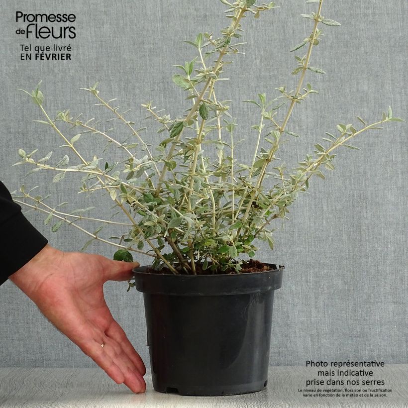 Example of Teucrium fruticans - Strauchiger Gamander Topf mit 2L/3L as you get in automne