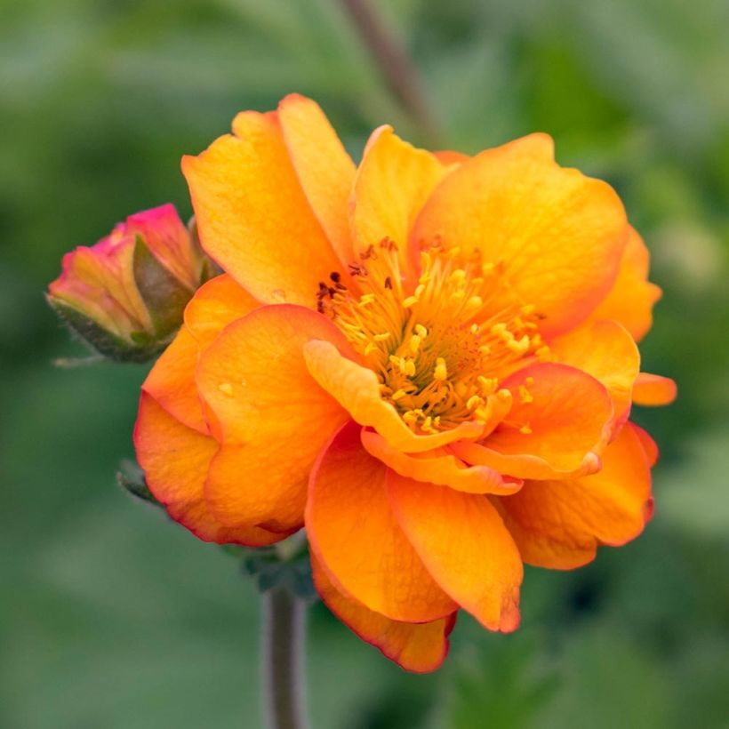Geum Cocktail Alabama Slammer - Nelkenwurz (Flowering)