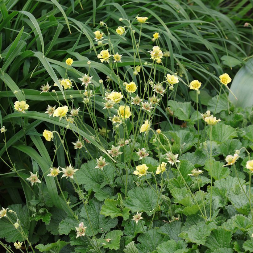 Geum Banana Daiquiri - Nelkenwurz (Plant habit)