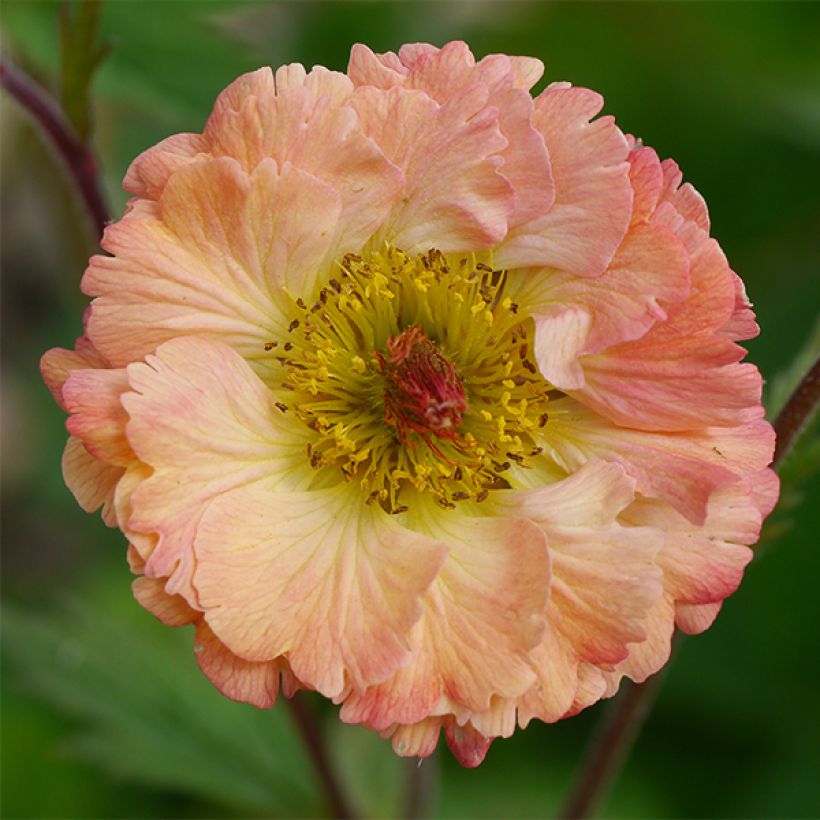 Geum Bell Bank - Nelkenwurz (Flowering)